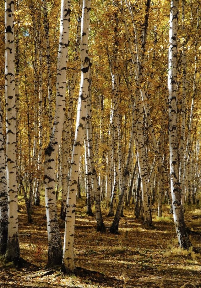 晨光鍍雪白樺林，亞布力晨韻醉初心