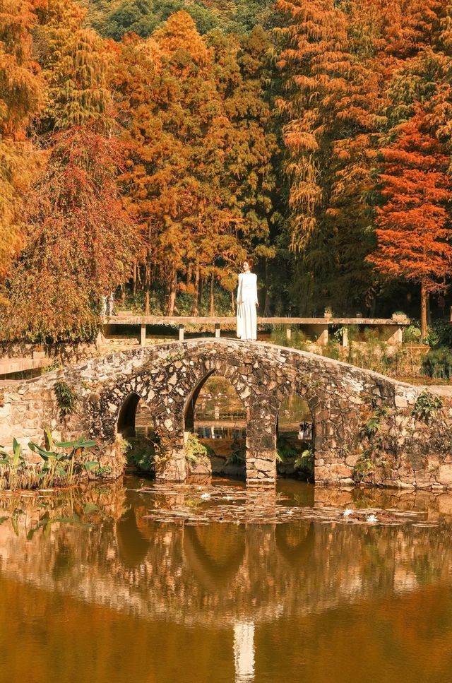 深圳追一場秋日童話