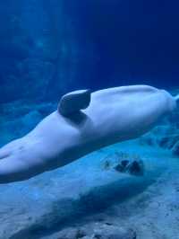 2025長隆海洋公園攻略|1日親子遛娃+必刷項目全指南