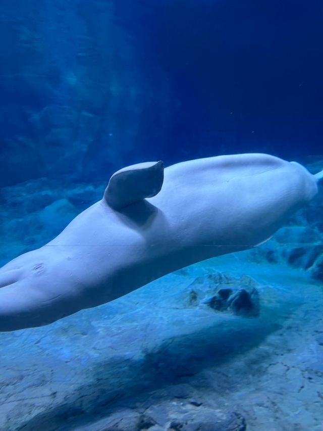 2025長隆海洋公園攻略|1日親子遛娃+必刷項目全指南 2025長隆海洋公園攻略|1日親子遛娃+必刷項目全指南