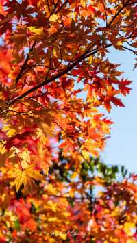 陽澄湖楓葉真的美到窒息超詳細攻略來啦 深秋的蘇州 簡直是人間天堂 除了人山人海的天