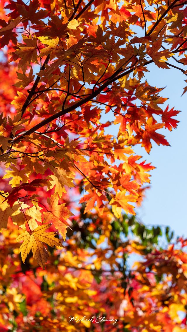 陽澄湖楓葉真的美到窒息超詳細攻略來啦 深秋的蘇州 簡直是人間天堂 除了人山人海的天 陽澄湖楓葉真的美到窒息超詳細攻略來啦 深秋的蘇州 簡直是人間天堂 除了人山人海的天