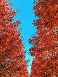 陽澄湖楓葉真的美到窒息超詳細攻略來啦 深秋的蘇州 簡直是人間天堂 除了人山人海的天