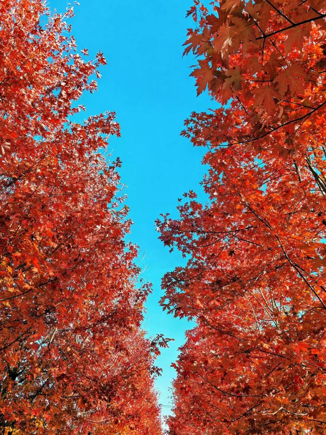 陽澄湖楓葉真的美到窒息超詳細攻略來啦 深秋的蘇州 簡直是人間天堂 除了人山人海的天 陽澄湖楓葉真的美到窒息超詳細攻略來啦 深秋的蘇州 簡直是人間天堂 除了人山人海的天