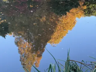 Shinjuku Gyoen | Another year of Tokyo autumn