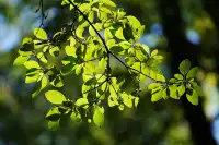 劍川桑嶺村|百年古木林美成了打翻的調色盤