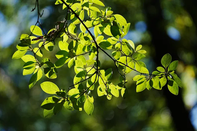 劍川桑嶺村|百年古木林美成了打翻的調色盤 劍川桑嶺村|百年古木林美成了打翻的調色盤