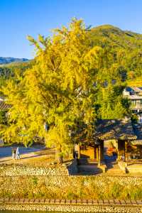 溫州百年銀杏樹已黃且牢固