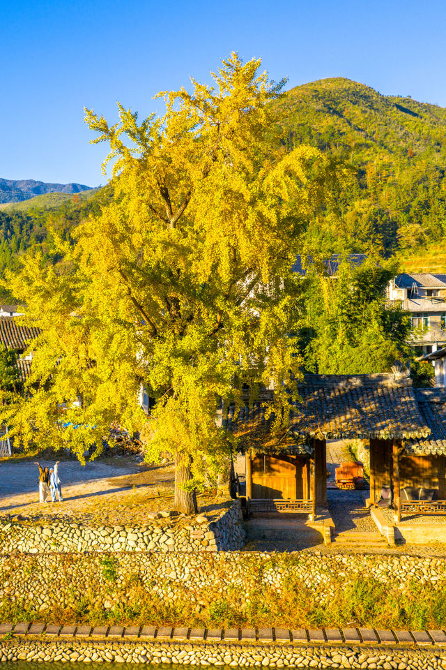 溫州百年銀杏樹已黃且牢固 溫州百年銀杏樹已黃且牢固