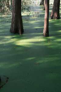 徐州拍照王炸！市區藏「抹茶綠童話秘境」0元出片