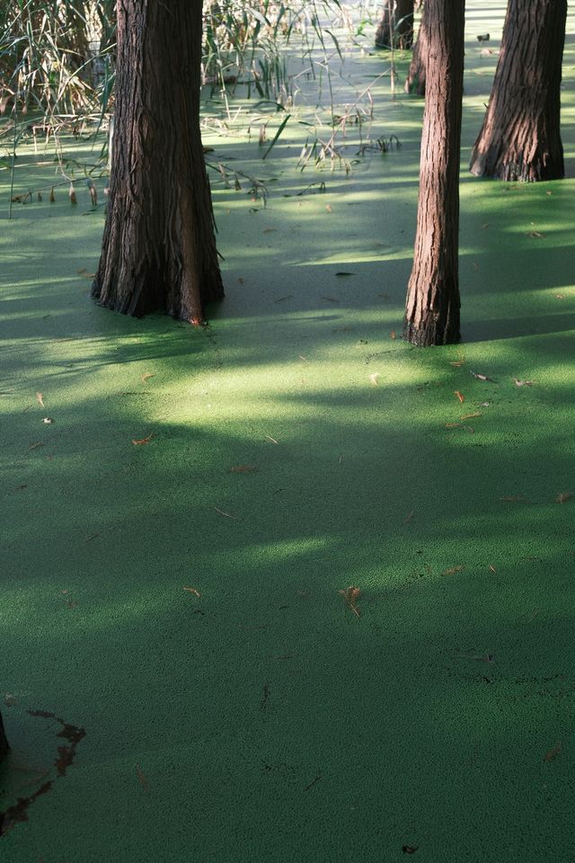 徐州拍照王炸！市區藏「抹茶綠童話秘境」0元出片