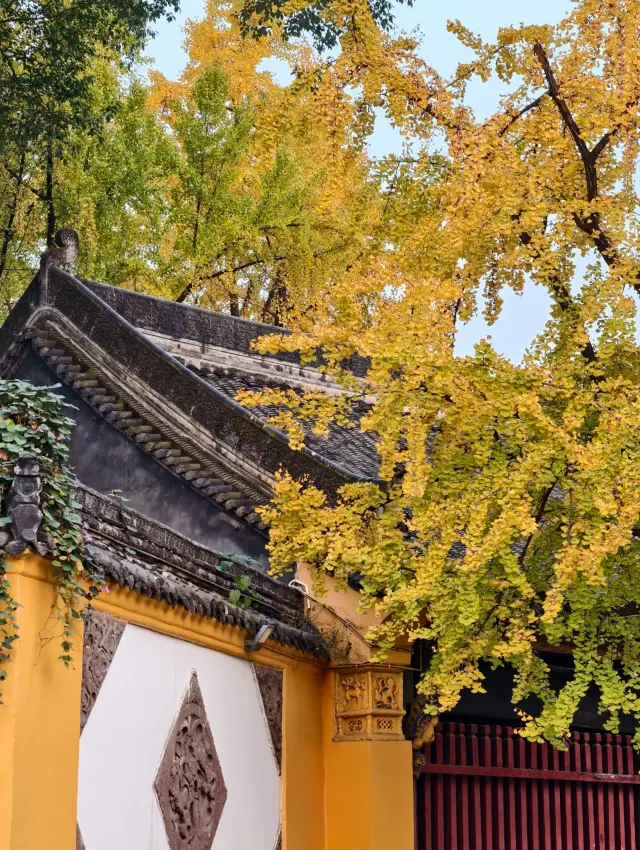 A Stunning View of the Ginkgo at Wenshu Monastery