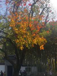 魔都賞秋必去園林