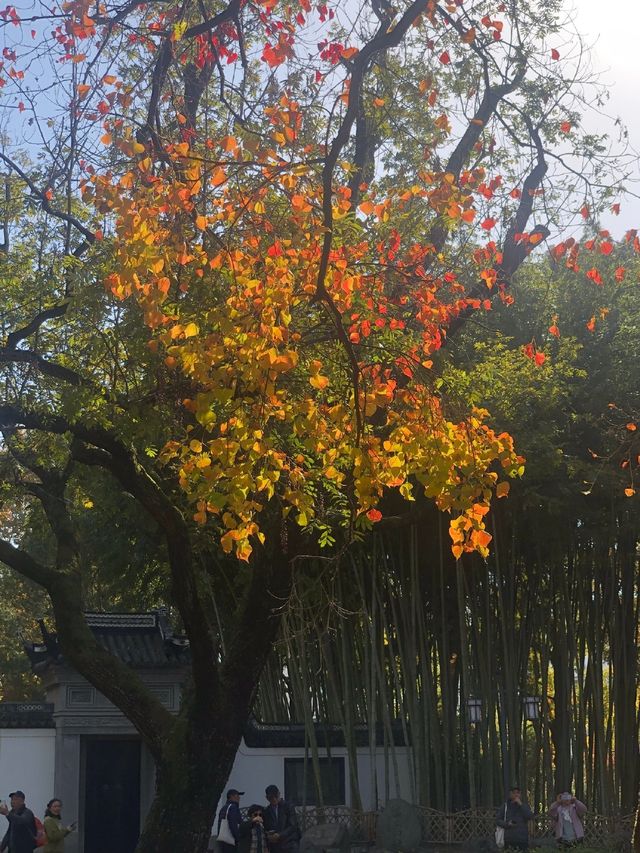 魔都賞秋必去園林