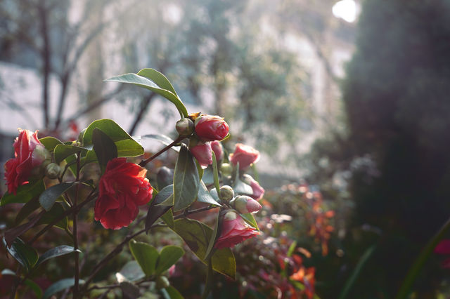 週末追光指南|私藏一整座成都的暖陽 週末追光指南|私藏一整座成都的暖陽