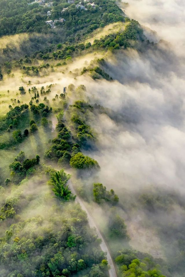 古茶聖地景邁山