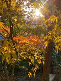 11.29週末plog |杭州小豬線徒步