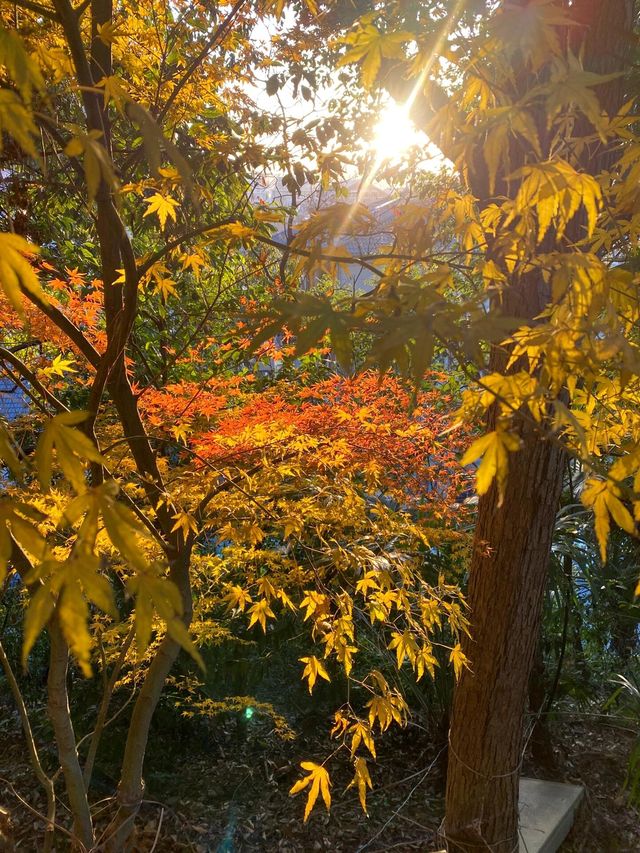 11.29週末plog |杭州小豬線徒步