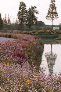 魔都不可錯過的深秋聖地！地膚草海美到窒息