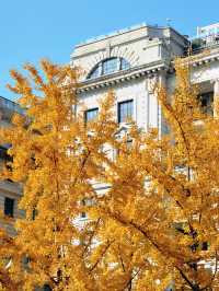 上海外灘賞銀杏不繞路個機位路線攻略