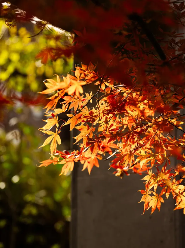 盼瘋了!陽澄湖紅楓大道已進入全紅模式! 盼瘋了!陽澄湖紅楓大道已進入全紅模式!