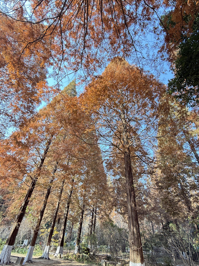 虞山景區秋景 虞山景區秋景
