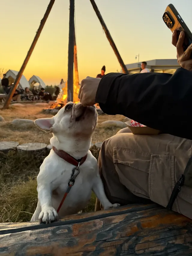 蘇州陽澄湖｜帶快樂小狗來草坪撒歡打滾