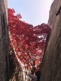 東坪山上長在岩縫裡的紅葉。