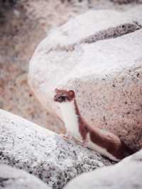 賽湖冬探:冰原上的毛茸茸精靈