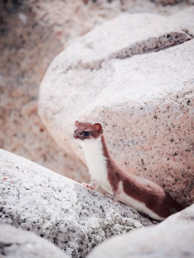 賽湖冬探:冰原上的毛茸茸精靈 賽湖冬探:冰原上的毛茸茸精靈