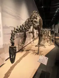 上海自然博物館中國恐龍大展 | 一眼看億年