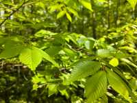 南京音樂台白鴿治癒時刻｜紫金山必打卡地標