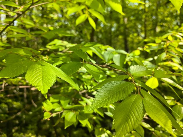 南京音樂台白鴿治癒時刻｜紫金山必打卡地標