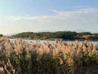 廈門秋冬限定！馬銮灣南岸蘆葦蕩，邂逅海邊的金色浪漫