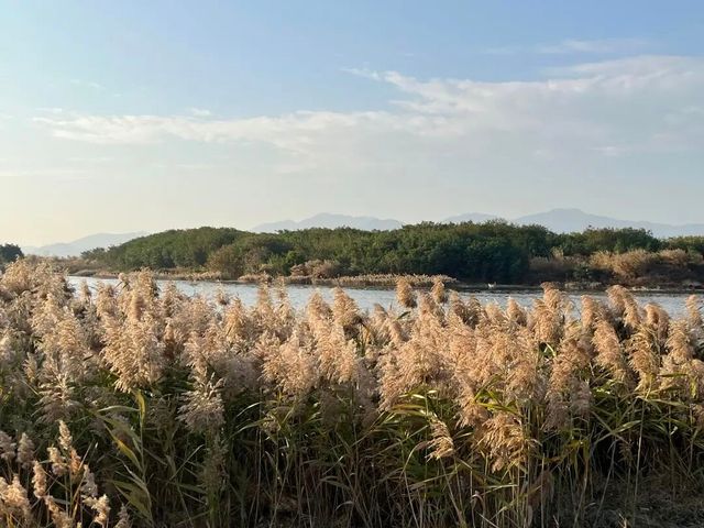 廈門秋冬限定！馬銮灣南岸蘆葦蕩，邂逅海邊的金色浪漫