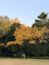 上海植物園紅葉撿秋墜美機位