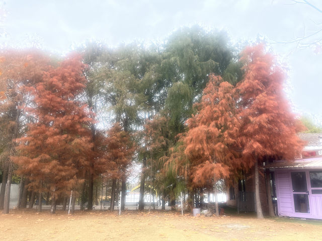 藏在上海的仙蹤之境!海灣國家森林公園美成童話世界 藏在上海的仙蹤之境!海灣國家森林公園美成童話世界