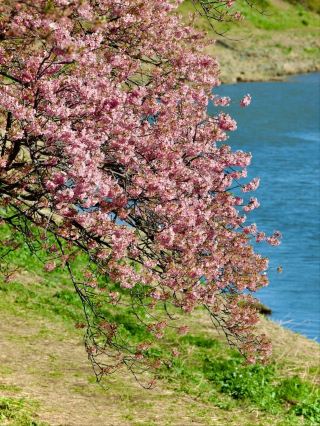 The Southernmost Tip of Izu: A Serene Spot for Cherry Blossom Viewing