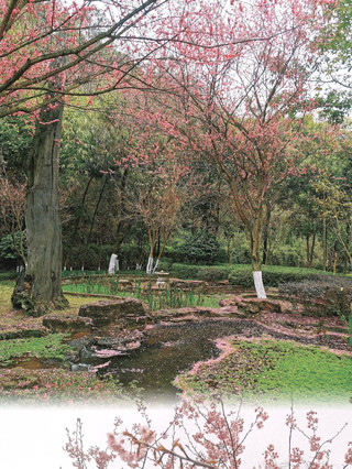 重慶春日限定園博園櫻花打卡全