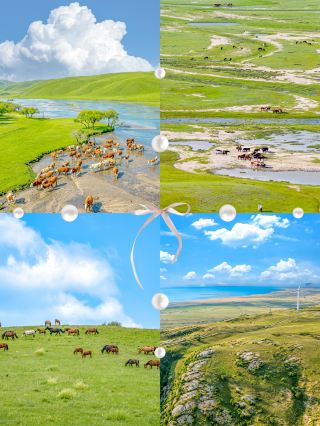 The ultimate Inner Mongolia grassland self-drive trip everyone is asking about on social media