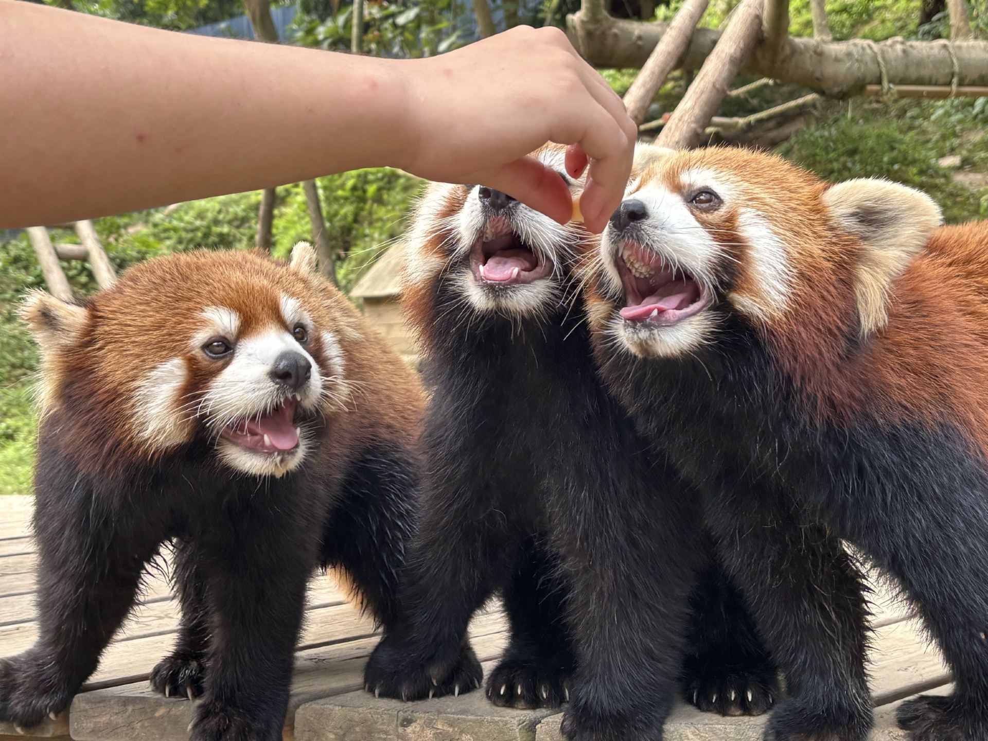 Red panda forest park 
