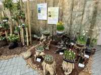 香港公園 — 球根植物展覽