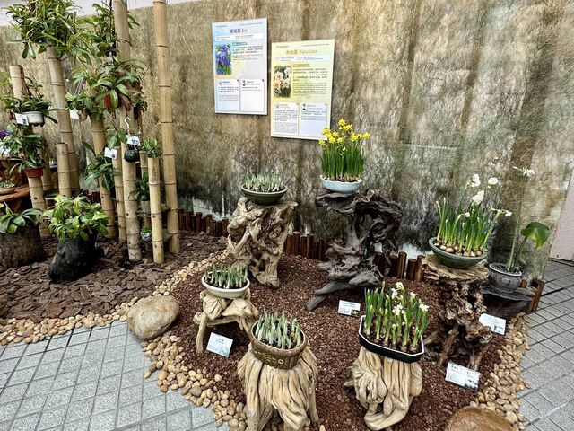 香港公園 — 球根植物展覽