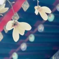 圓明園的玉蘭花