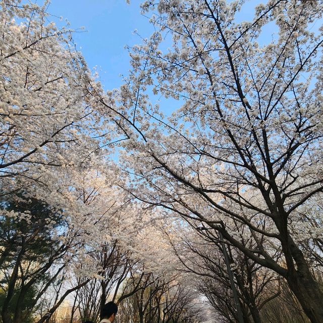 은근 벚꽃들이 이쁘게 펴있는 서울숲공원을 가보자~~~