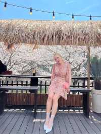 인정할 수 밖에 없는 용인 벚꽃뷰 카페 🌸