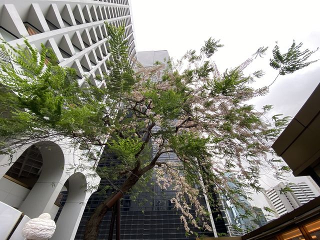 潮聖節果決明古樹