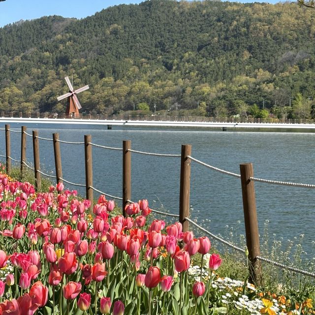 튤립맛집 대구 필수 여행코스🌷