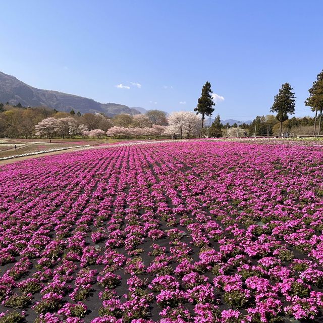 東京近郊景點 – 秩父羊山公園