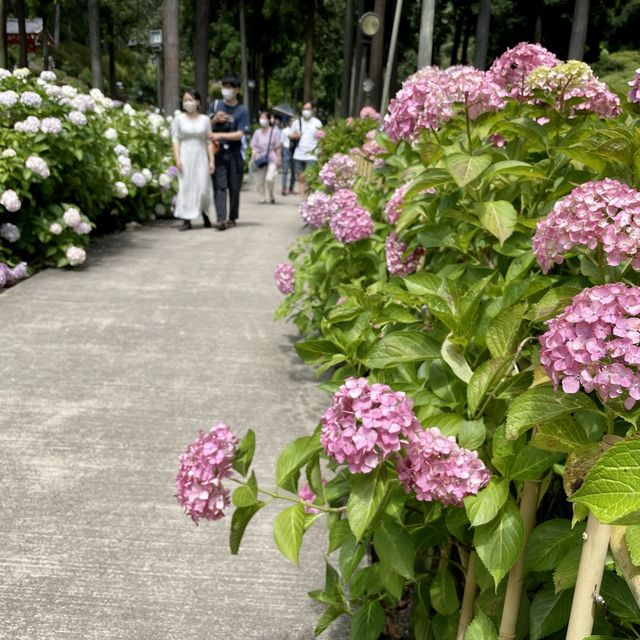  【京都】花の御寺「三室戸寺」